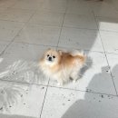 애멍