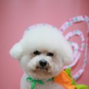 견사무소 호텔 유치원 이미지