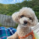 사시장청 이미지