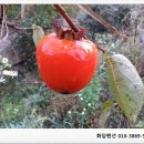 대봉약수터 이미지