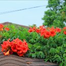 의왕초등학교 이미지