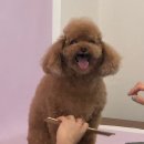 개이쁘다 | 예민한 강아지도 걱정 NO! [남천동 개,이쁘다] 애견 미용 리뷰🛁