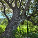 삼지연못 이미지