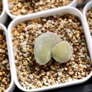 당하농장 이미지