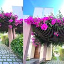 아름빌라 앞 이미지