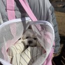 아투스 | 기내탑승 가능한 강아지이동가방 추천｜아투스모멍트 실제 사용 후기