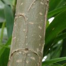 포플러(poplar) 이미지