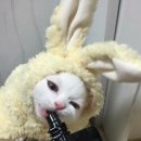 멍이랑 냥이랑 이미지