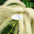 대관령주막집 이미지