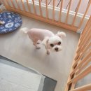 스담멍스 이미지