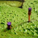 낙동강관리본부 맥도생태공원 4 이미지