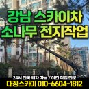 강남아파트 | 강남 스카이차 아파트 소나무 전지작업 후기