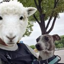 봉림교 가로공원 화장실 앞 | [부천둘레길 4코스] [애견동반] 황금들판길