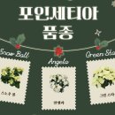 그린꽃식물원 | 한 겨울의 설렘, 서울식물원에서 만난 다채로운 포인세티아 세계