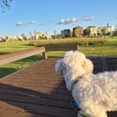 라이크테테 | 수원시 권선구 강아지 미용추천 '라이크테테'