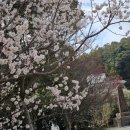 부산 대마도 관광 씨플라워호 탑승! 최신식 가장 빠른 대마도배편 당일투어 패키지 소개