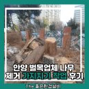 페리카나치킨 주공1단지체인 | 안양 벌목업체 나무 제거 가지치기 작업 후기