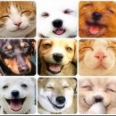 작은행복 이미지