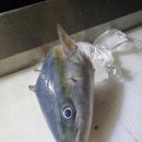 후포마트플러스 낚시 이미지