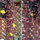 골든글라스 이미지