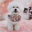 가장 아름답개 이미지