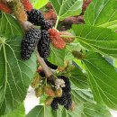 가마솥산장가든 이미지