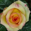 석수역 2번출구(만안구청 방향) | 장미꽃 구경 오세요~~~안양천으로