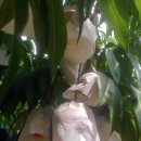 대명2농장 이미지