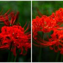 산호동247 이미지