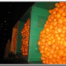 표선리-1 이미지