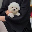 하남강아지 이미지