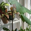 더키메디 이미지