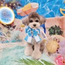 하리스펫 이미지