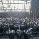 &#39;설탕단풍,블루베리,대왕다래&#39; 묘목 판매합니다! 이미지