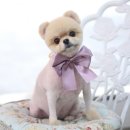 패션그루머 이미지