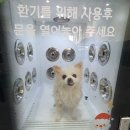 버블독스청주오송점