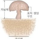 표고버섯의 효능 이미지