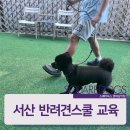 스퀘어독스 서산점 이미지