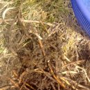 이명은 농장 이미지