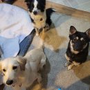 랑랑이네 하숙 이미지