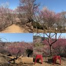 내동마을회관 | 진주 근교 가볼만한곳 내동 매화숲 실시간 개화상황 및 주차 팁