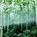 인제13-1 이미지