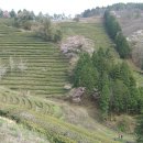 보성신옥로제다 이미지