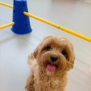 놀러오개 애견유치원 애견호텔 수원세류점 이미지