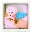 예쁜강아지 이미지