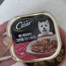 [강아지 습식사료 추천] 밥투정 고치는 마법! 시저(Cesar) 4종 앙꼬의 폭풍 흡입 솔직 후기