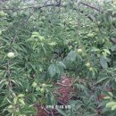 한돌농장 이미지