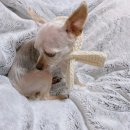 꽃보다개냥 이미지