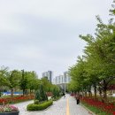 인천 꽃놀이) 송도 튤립 주차, 입장료