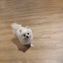 도리앤펫 이미지